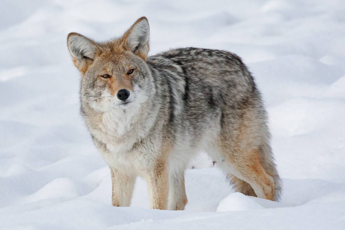 A coyote with thick fur coat in snow