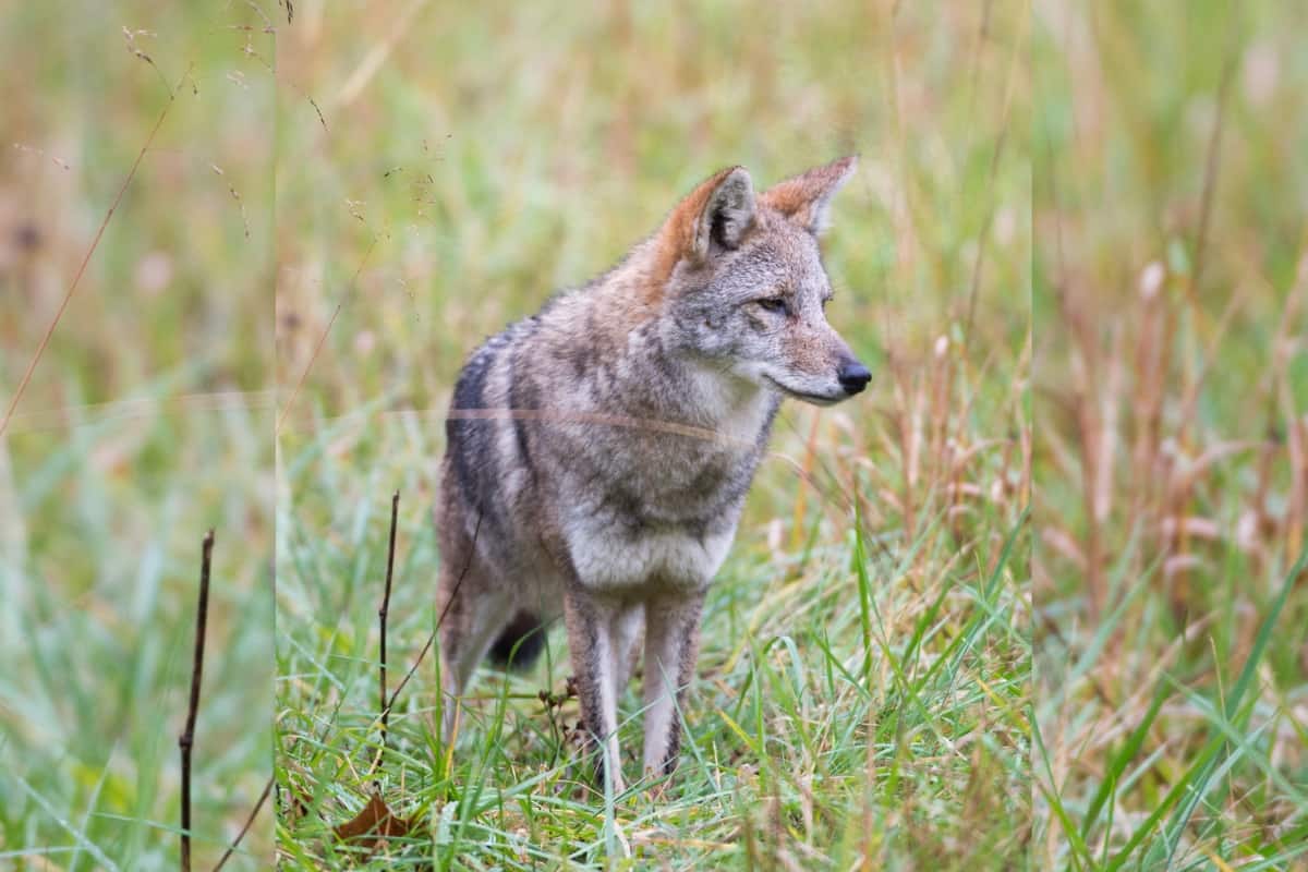 Coyotes and Their Behavior in Tennessee