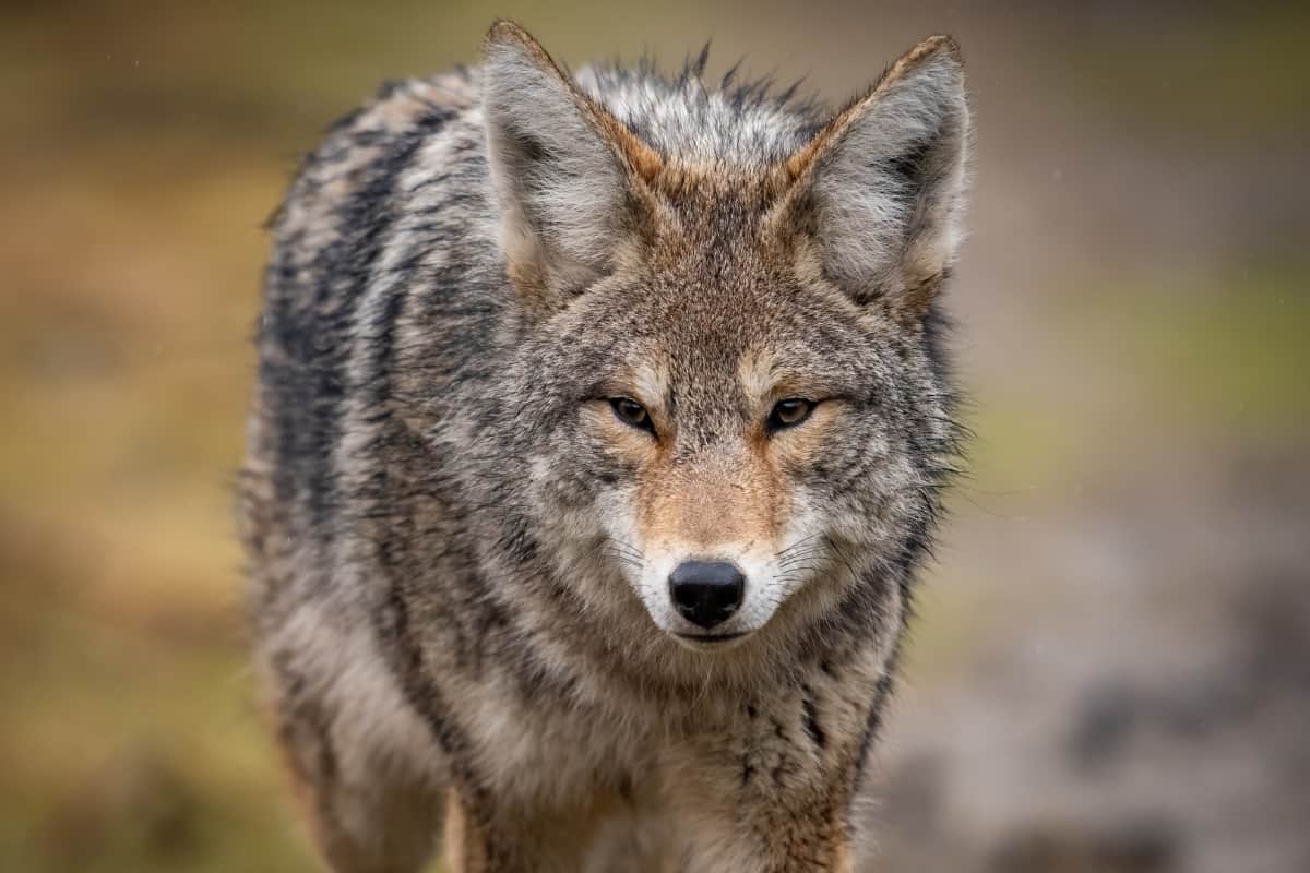 Coyotes in Maryland have active presence