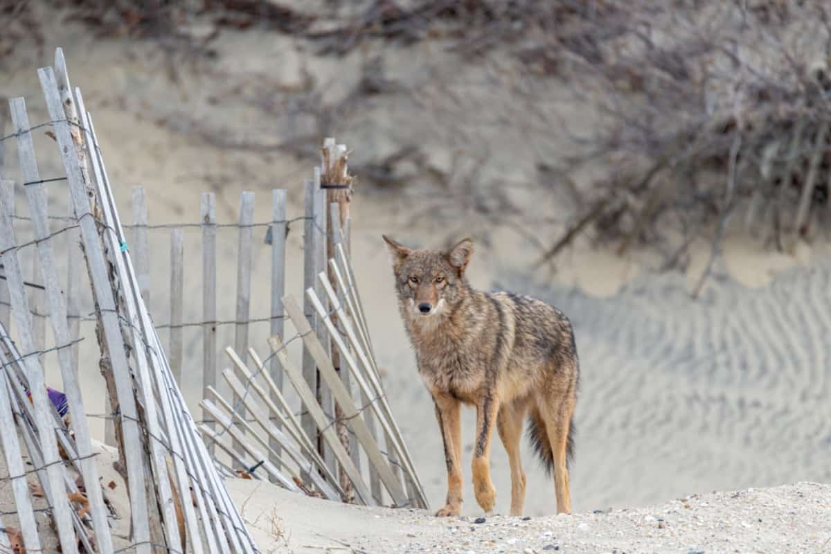 Yes there are Coyotes in New Jersey