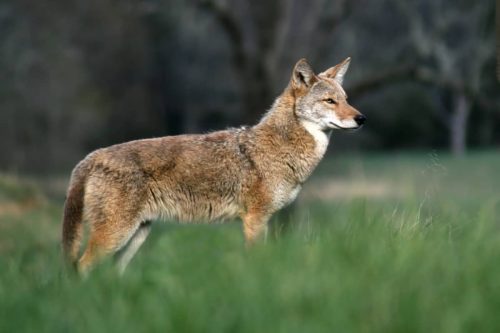 Coyotes in Tennessee: Exploring their Fascinating Realm In TN