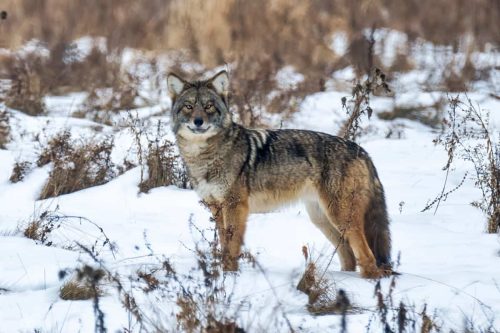 Coywolf or coyote wolf hybrid