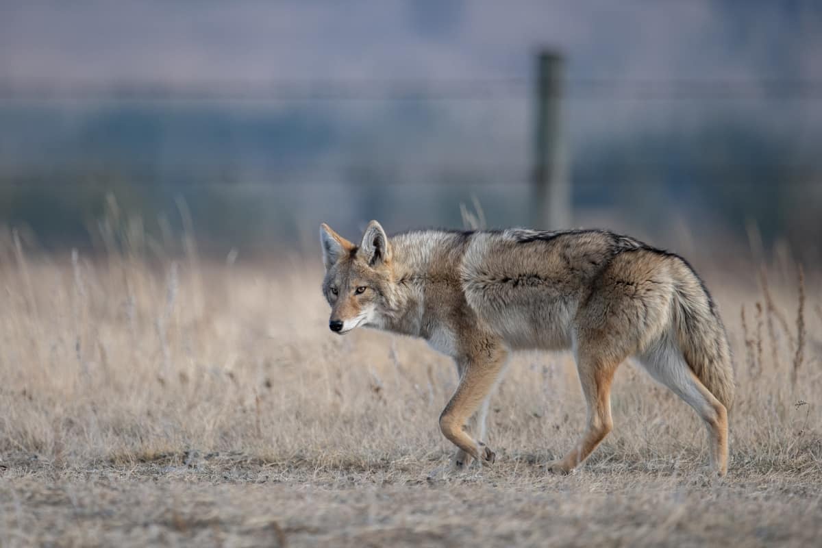 Crackdown of the DNR on the Maryland coyotes