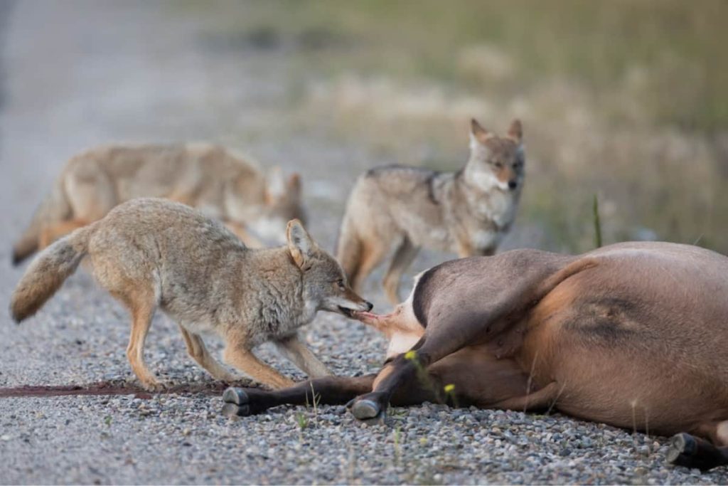 Coyotes eating a dead animal