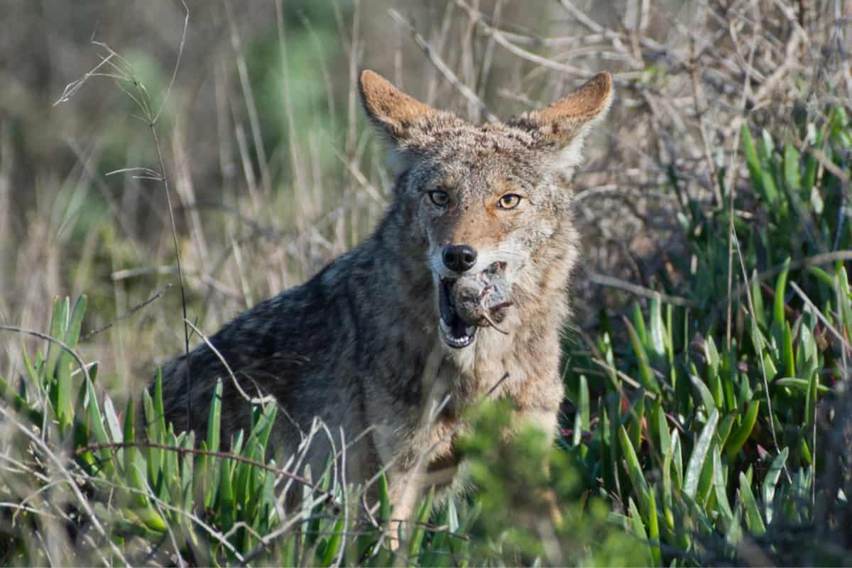 Coyote eating a rat