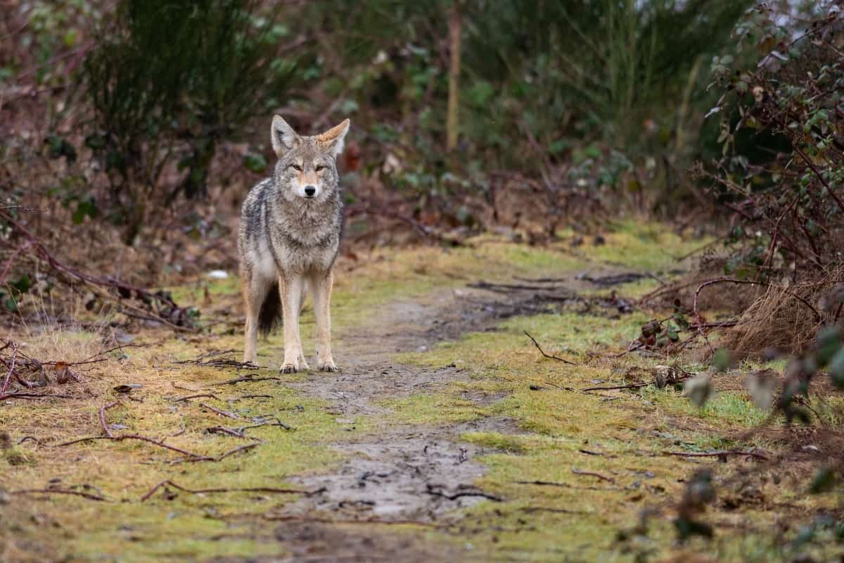 Coyotes have both positive and negative ecological impacts on Maryland