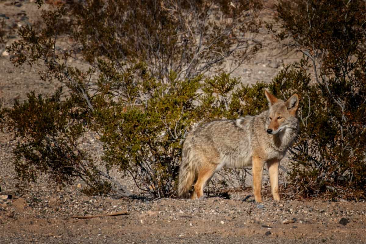 Coyotes play a vital role in the ecosystem by controlling the population of small animals.
