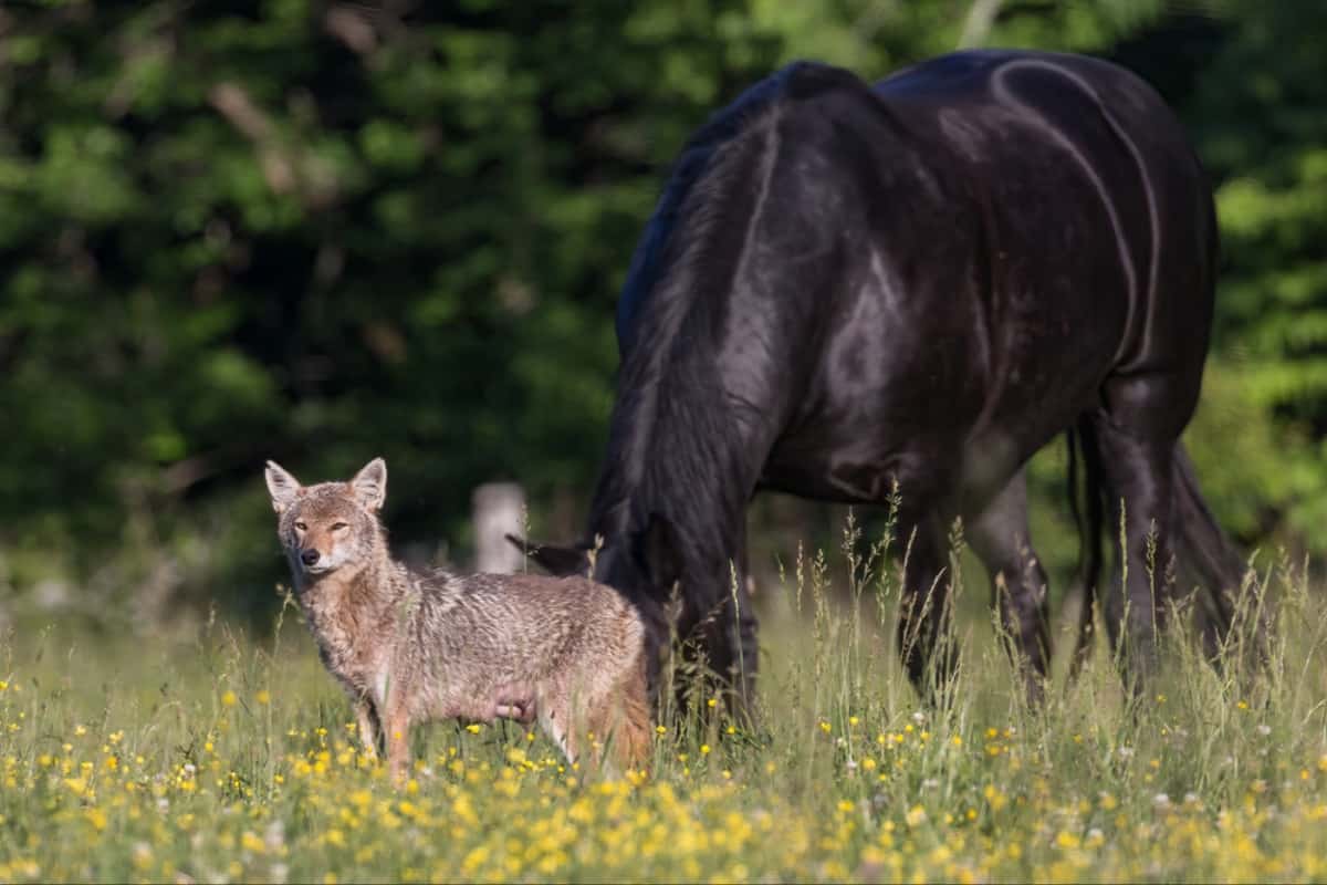 Factors Contributing To The Increase In Coyote Sightings