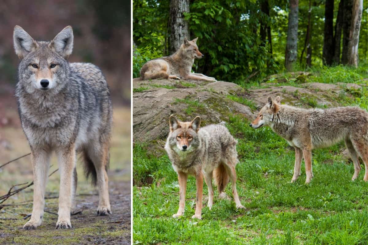 Coyotes adapt solitary as well as pack behaviour.