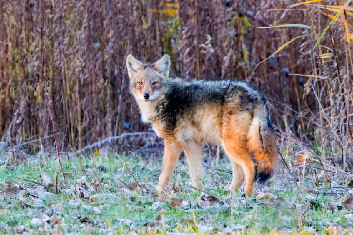 Genetics of coyote wolf hybrids