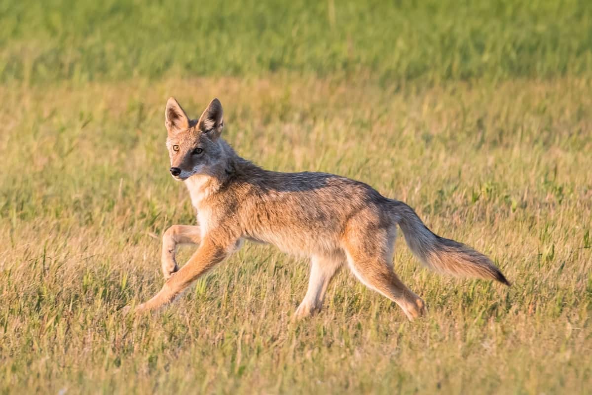 Historical background of coyotes in New York