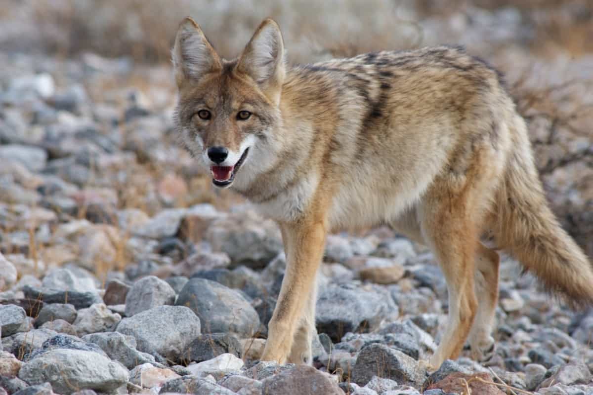 Coyotes In NJ can be hunted in the hunting seasons.