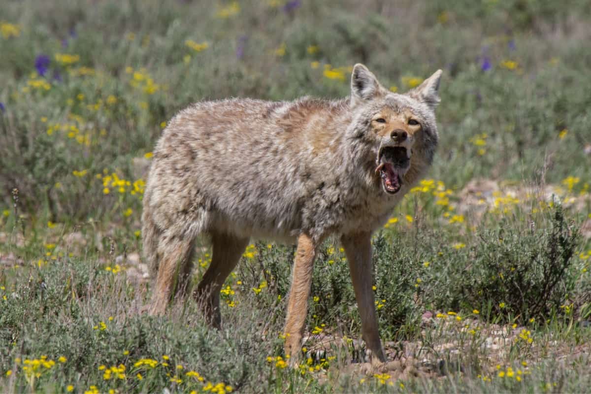 A coyote eating a mouse after catching it.