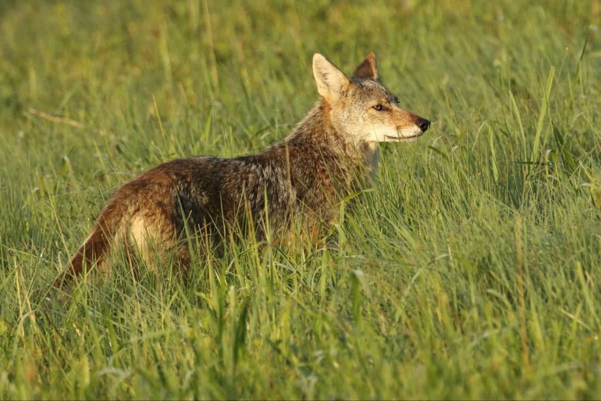 Risks and Dangers Associated with Coyote Encounters