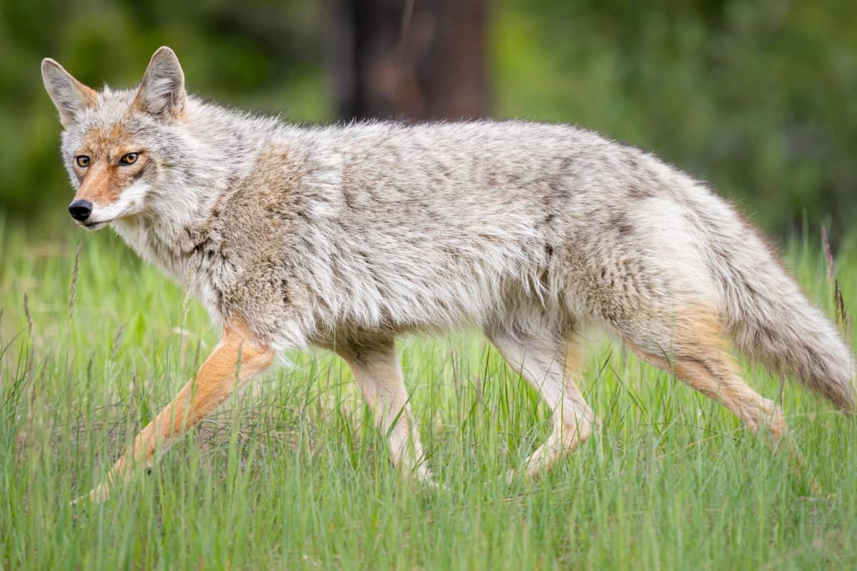 Strong body parts of coyotes