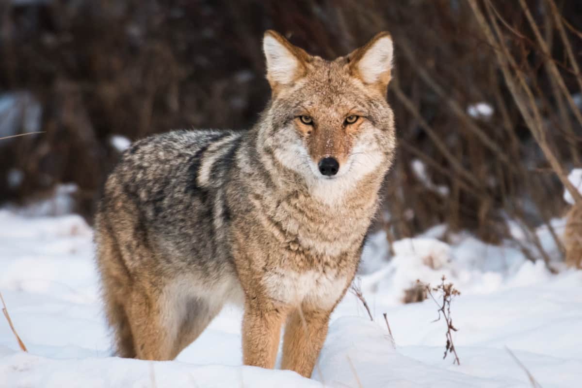 A coywolf or hybrid of coyote and gray wolf standing in snow
