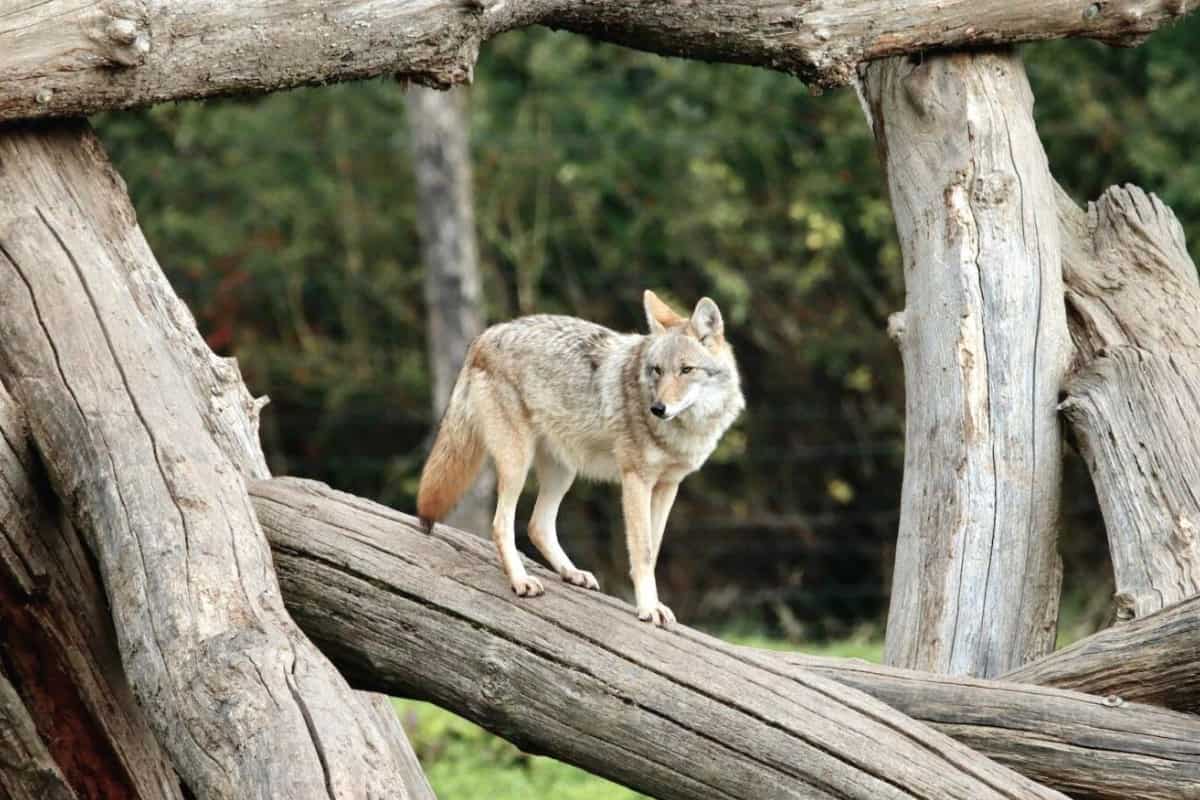 What makes a coyote good tree climber