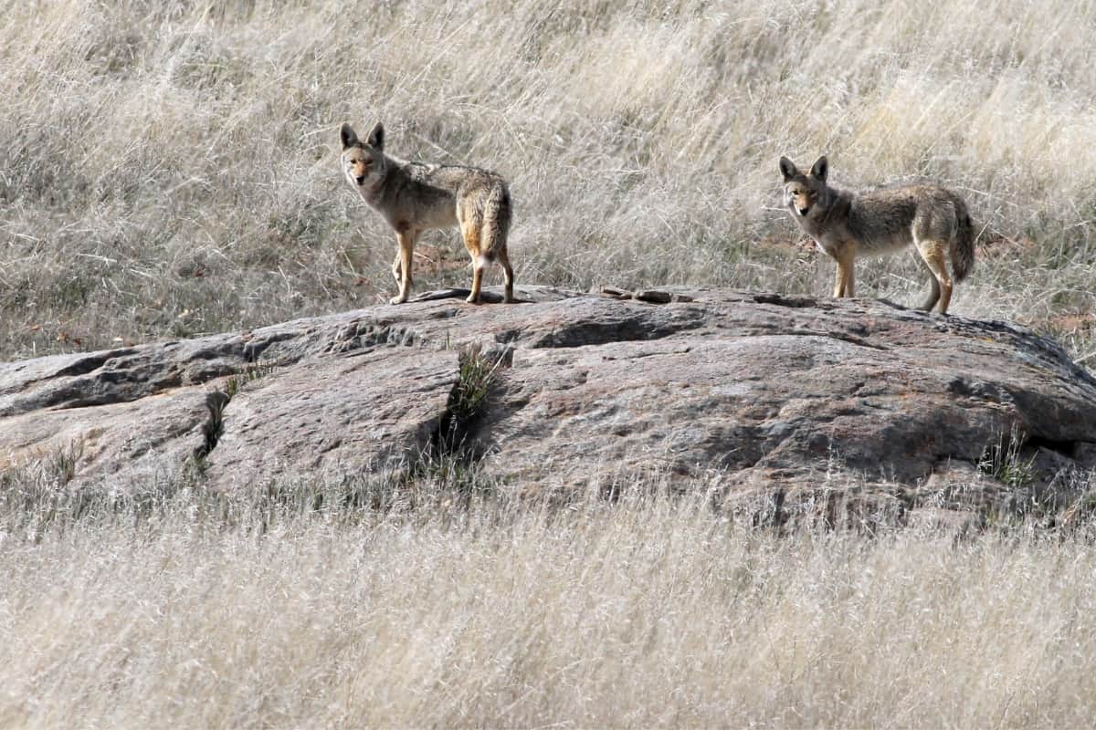 Two coyotes standing on the rocks