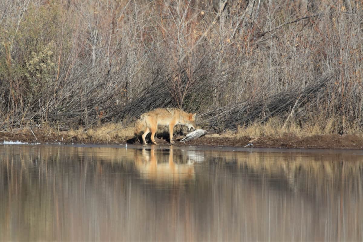 A coyote eating a bird near a pond