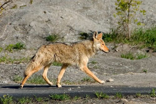 Coyotes in New York