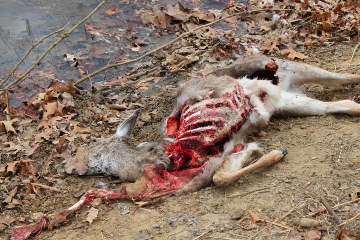 A deer killed for food by coyotes