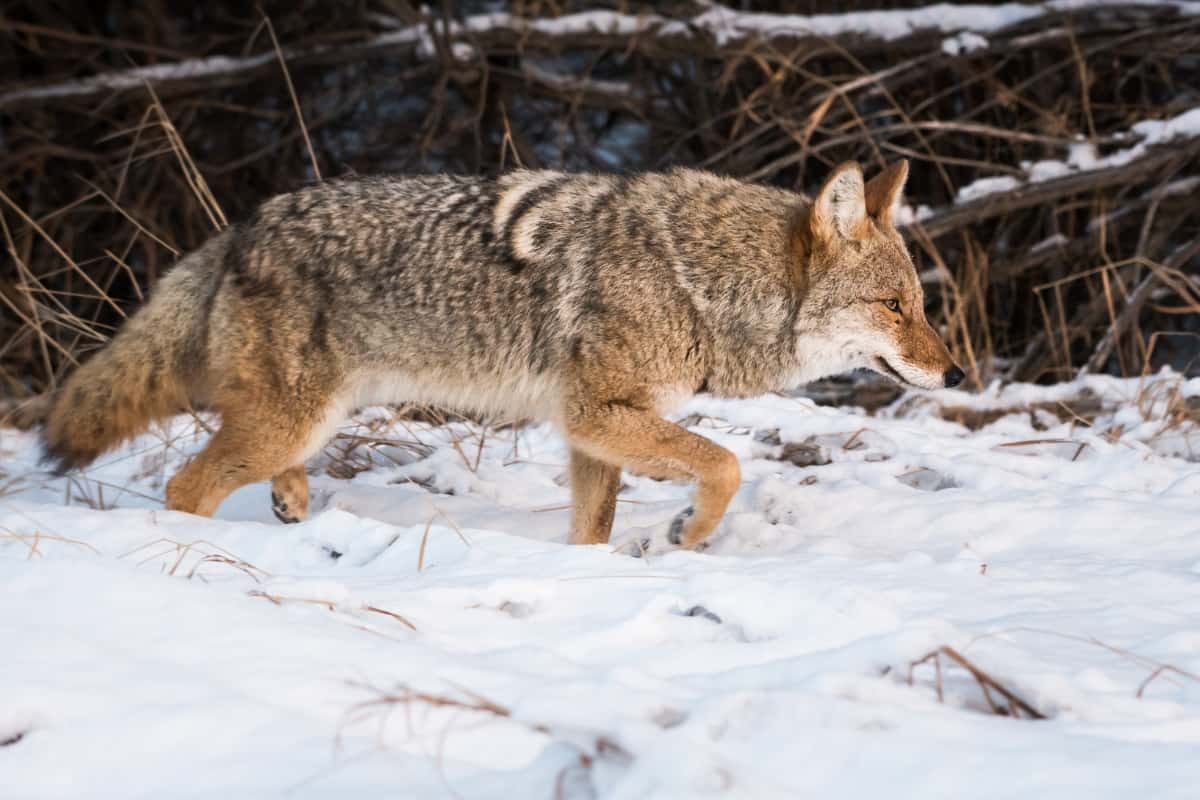 A coyote walking in the snow