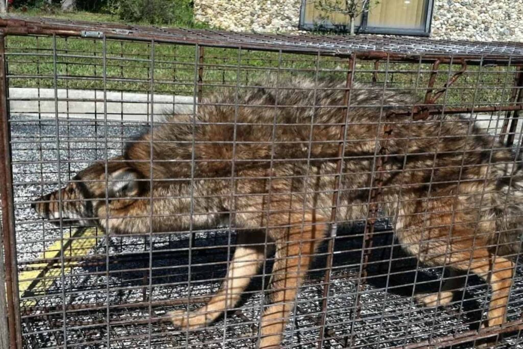 Alternatives to coyotes trapping