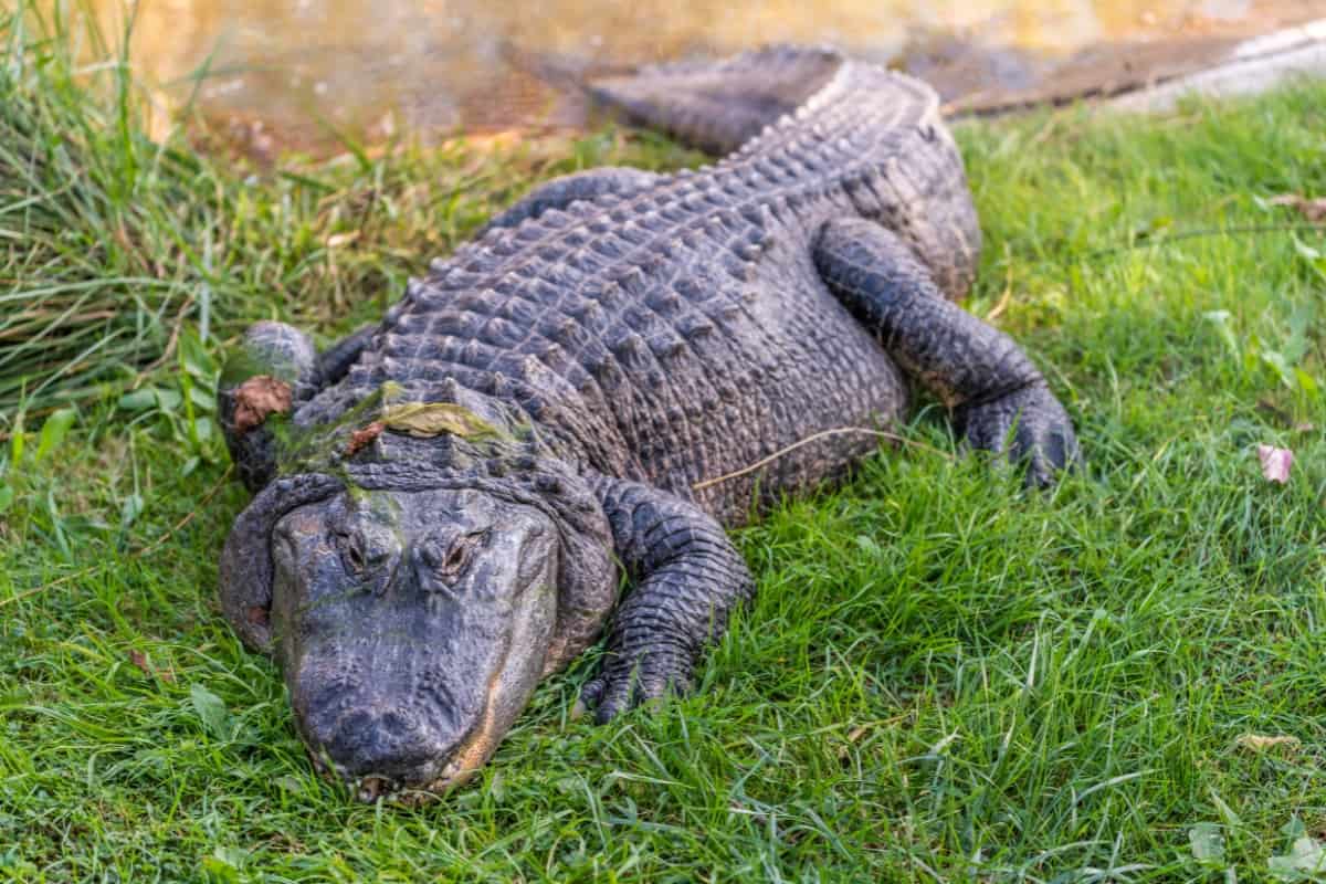 What eats coyotes? An American alligator can but their interaction is rare.