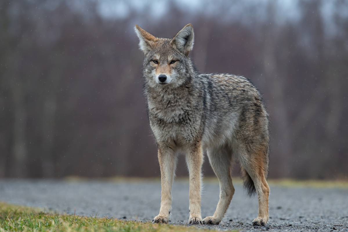 Coyotes are not native to the state they came here in the 20th century