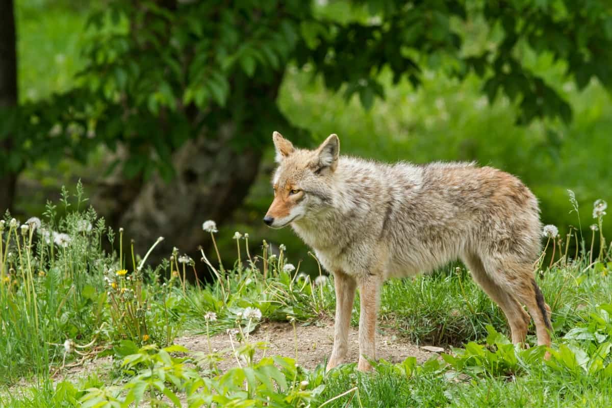 Are coyotes territorial Let's explore how big are coyotes' territories.