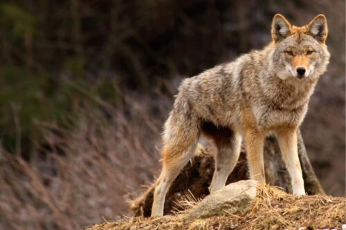 Are there Coyotes in Connecticut? Yes there are.