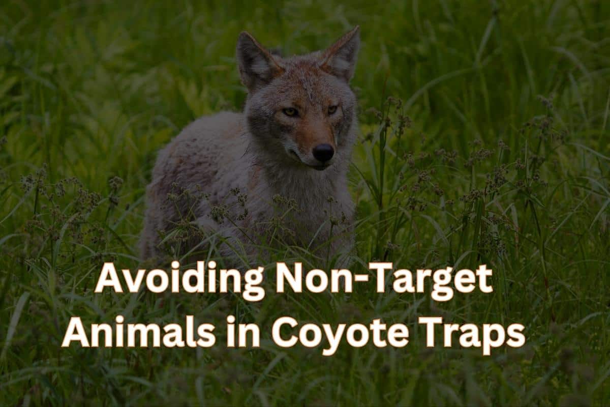 Avoiding Non-Target Animals in Coyote Trapping