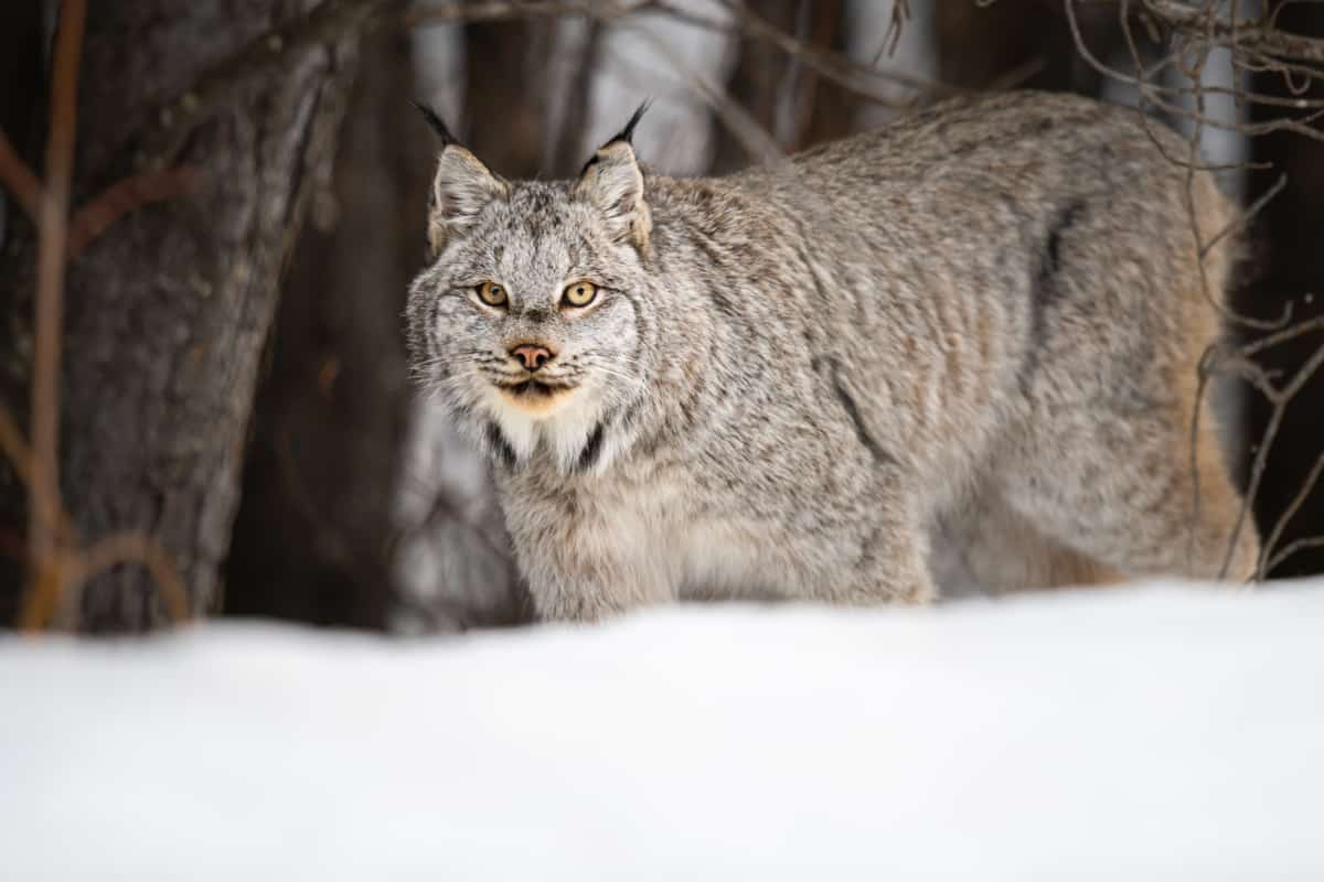 Canadian lynx are not significant predators of coyotes