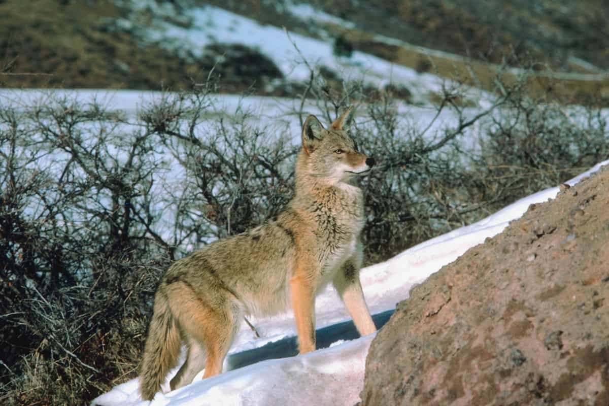 Challenges and Adaptations of Kansas Coyotes