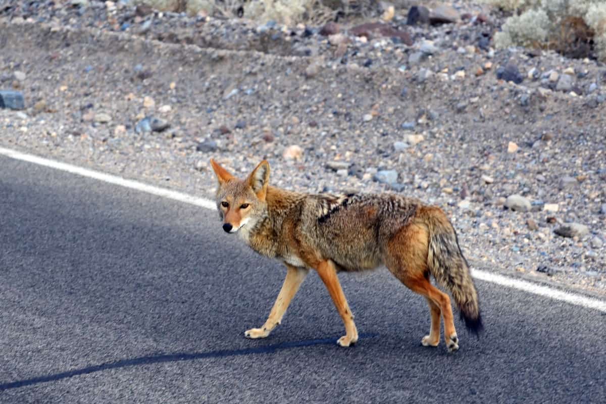 Cities where Coyote thrive the most in the state