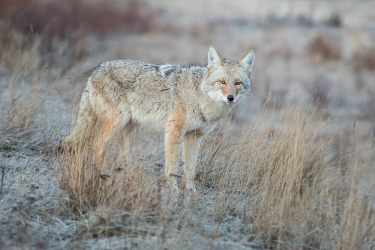 Conservation Efforts for Coyotes in Iowa