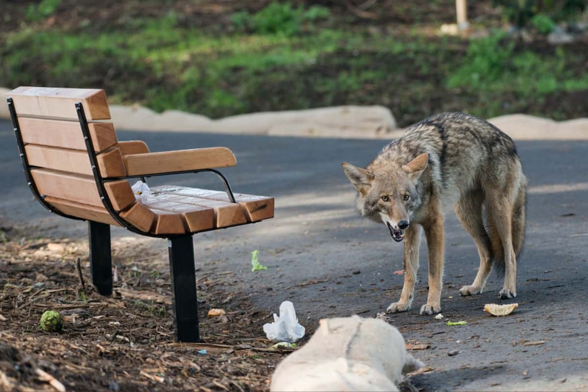 A confrontation with an urban coyote in CT.