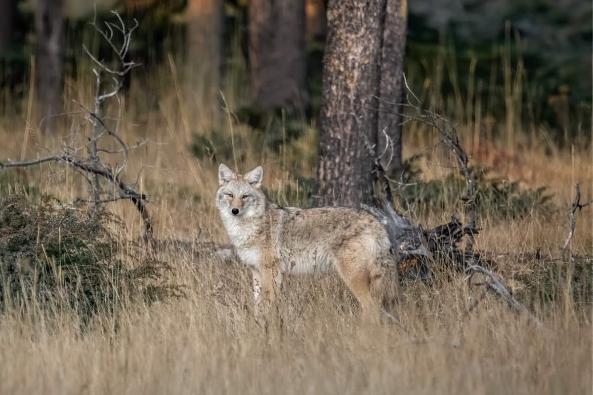 Coyote Hunting Rules and regulations in Iowa