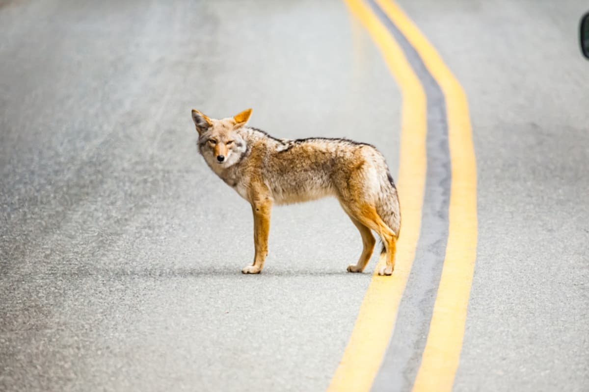 A Coyote on the main road during tournament season