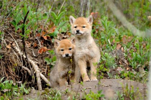 Coyote Pups: when do coyotes have pups