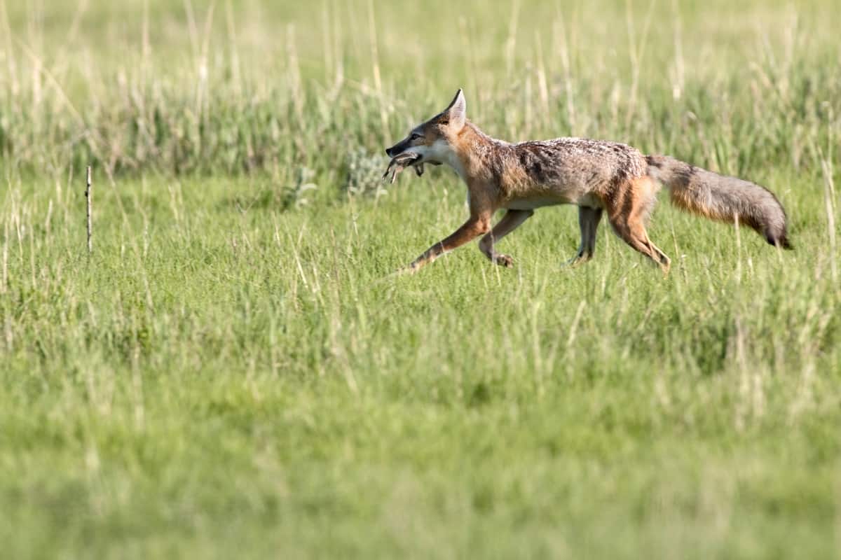 A swift fox running reach the top speed of coyotes.