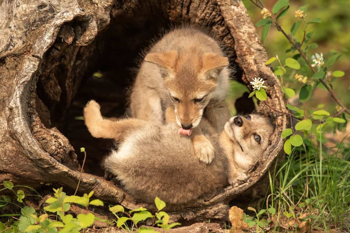 Coyote Baby fun facts
