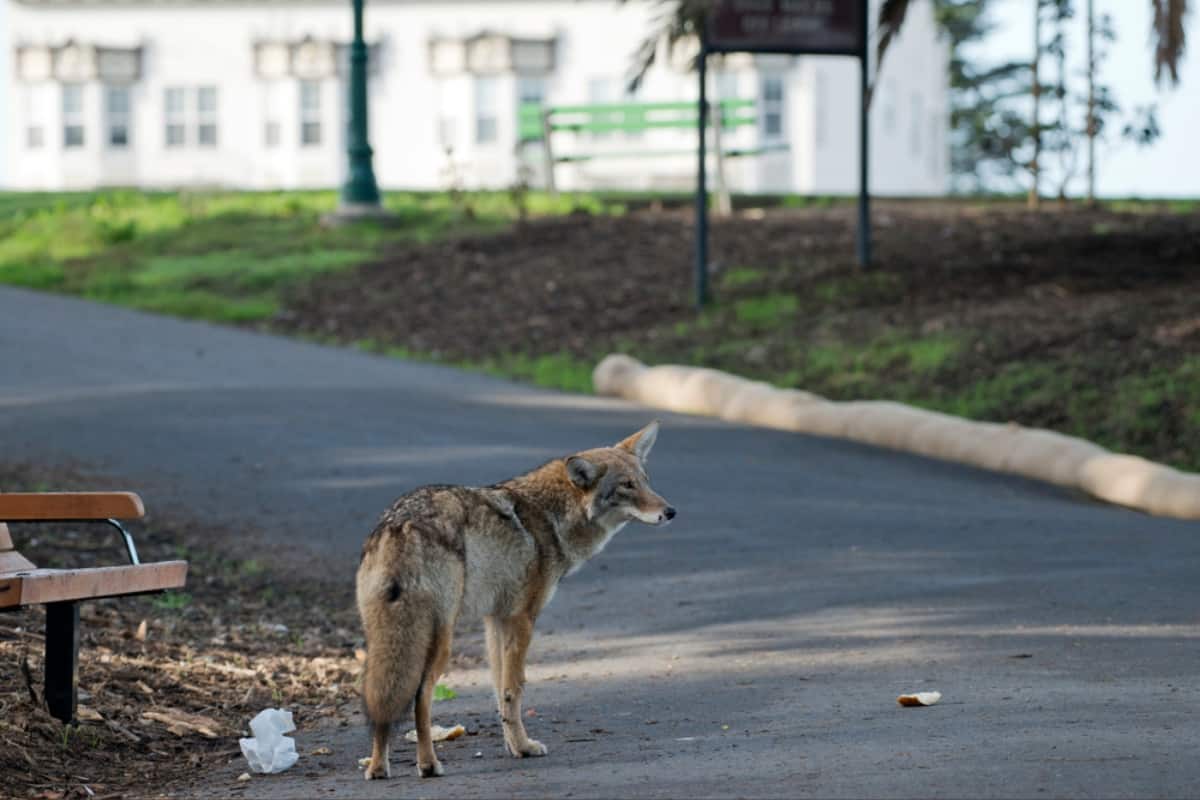 An urban coyote in Connecticut.