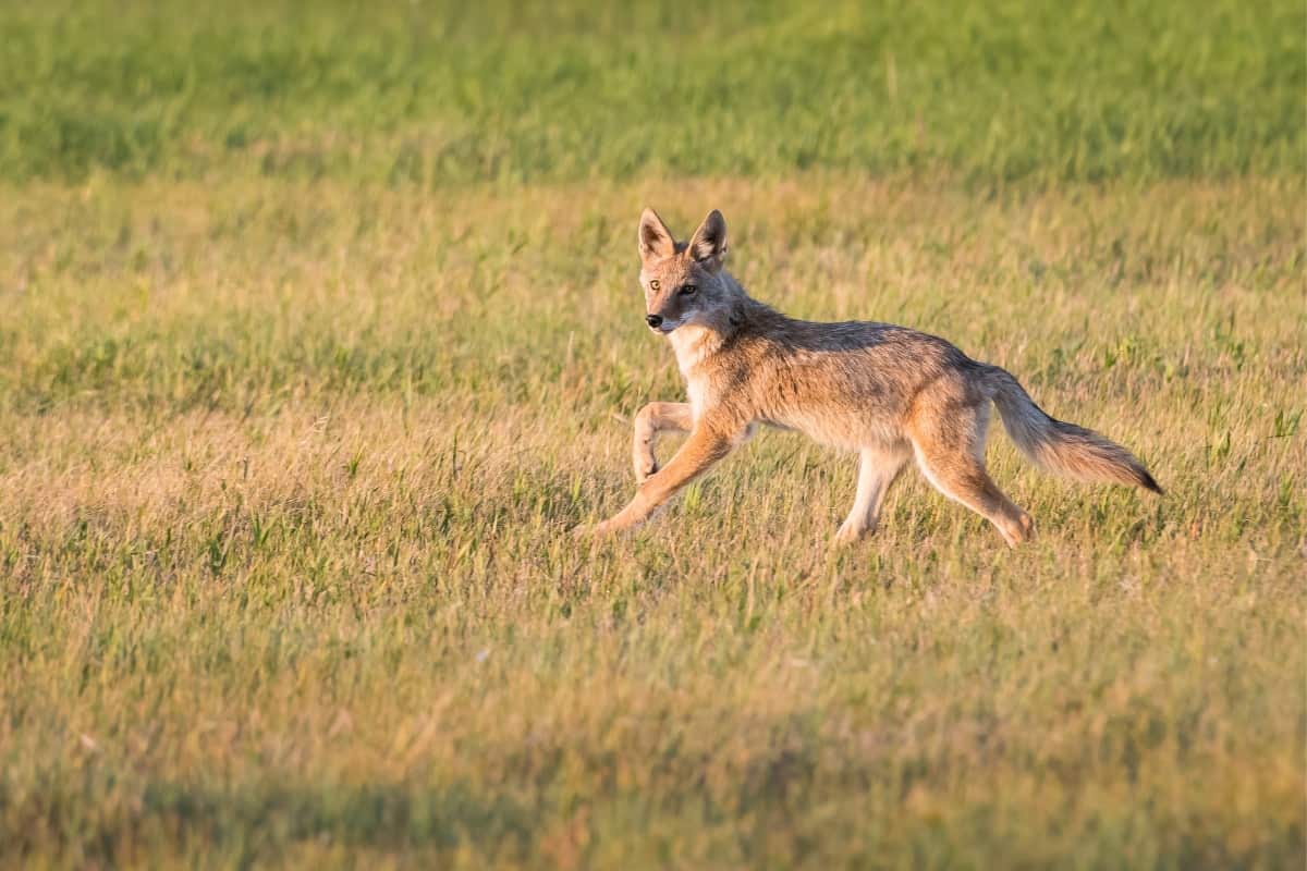 Coyote hunting is allowed in WI but some rules need to be followed.