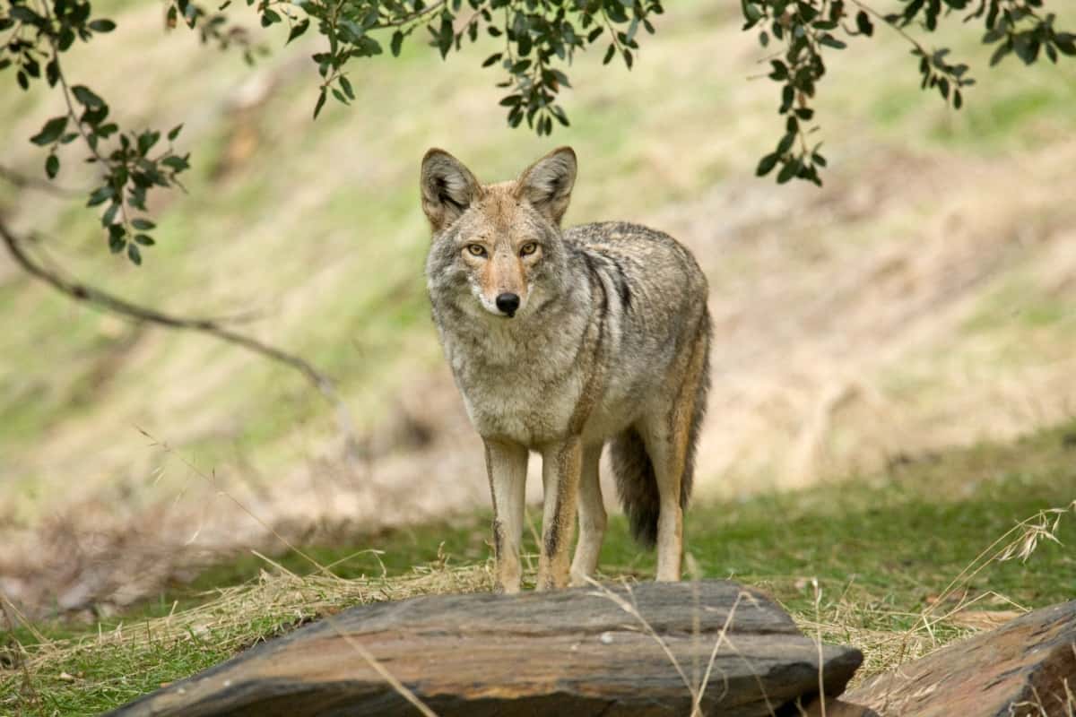 Coyotes-human interaction in North Carolina