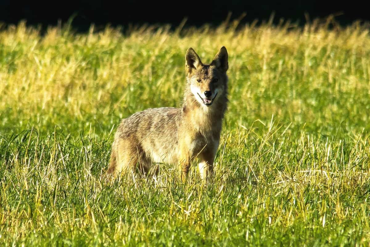 Historical Context of Coyotes in Iowa 