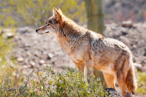 Coyotes in Kansas are found throughout the state
