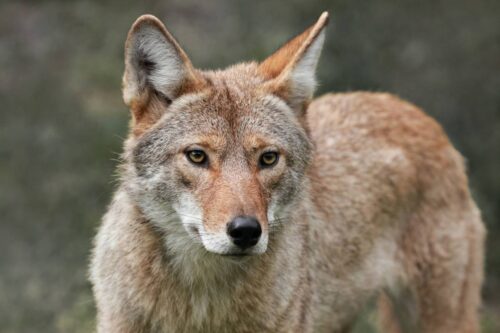 Coyotes in Kentucky can be found in various regions
