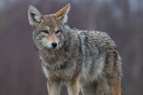 Coyotes In Maine: Guardians Of Ecological Harmony