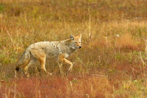 Coyotes in North Carolina are recent development